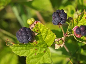 Ilustracja rośliny jeżyna popielica