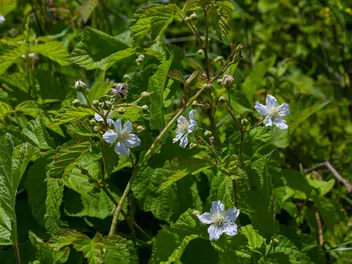 Jeżyna popielica - zdjęcie 2