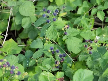 Jeżyna popielica - zdjęcie 3