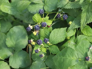 Jeżyna popielica - zdjęcie 4