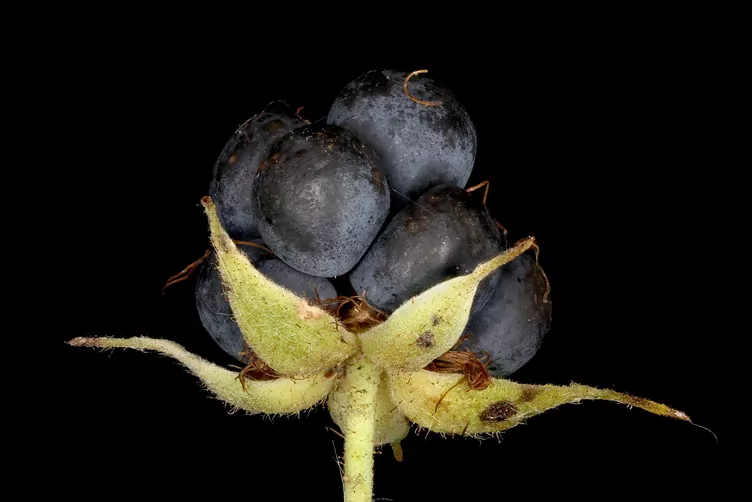 Jeżyna popielica - zdjęcie 5