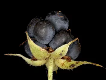 Jeżyna popielica - zdjęcie 5