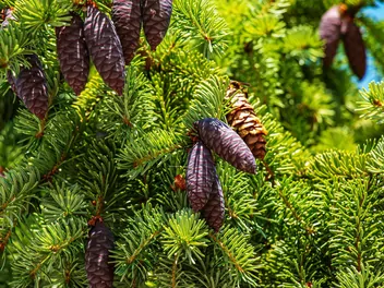Ilustracja rośliny świerk czarny