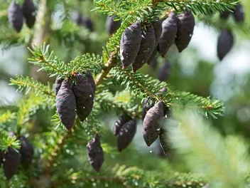 Świerk czarny - zdjęcie 2