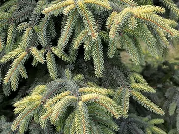 Świerk czarny - zdjęcie 3