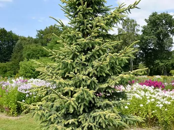 Świerk czarny - zdjęcie 4