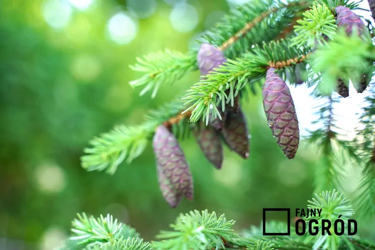 Świerk czarny - zdjęcie 5