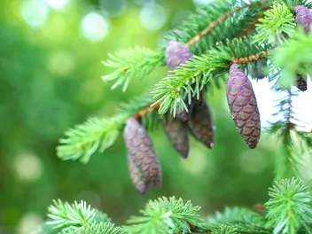 Świerk czarny - zdjęcie 5