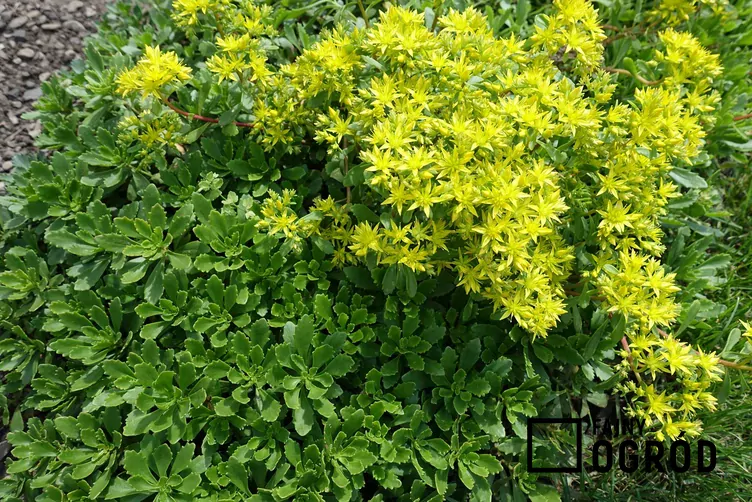 Rozchodnik kamczacki