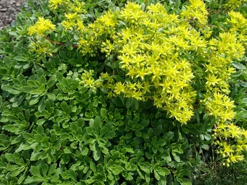 Ilustracja rośliny rozchodnik kamczacki