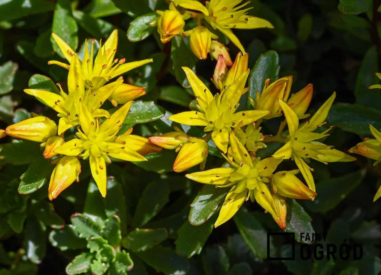 Rozchodnik kamczacki