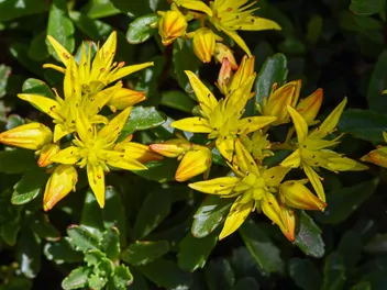 Rozchodnik kamczacki - zdjęcie 2