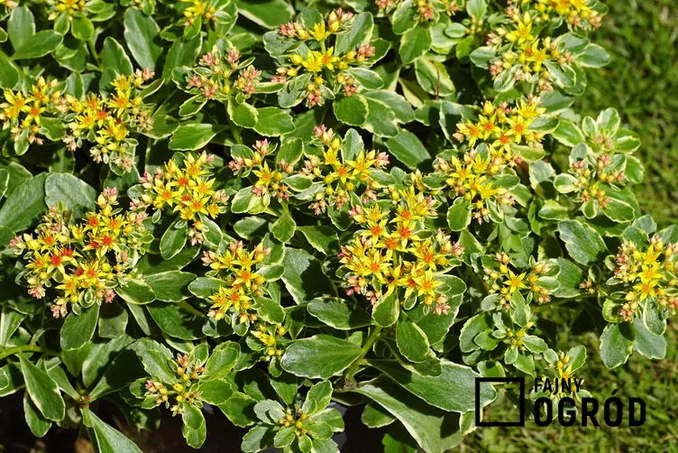 Rozchodnik kamczacki