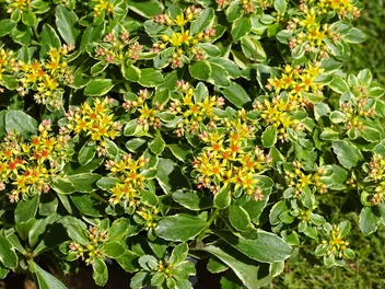 Rozchodnik kamczacki - zdjęcie 3