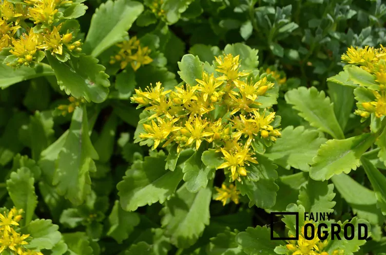 Rozchodnik kamczacki