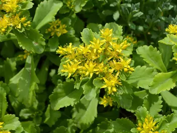 Rozchodnik kamczacki - zdjęcie 4