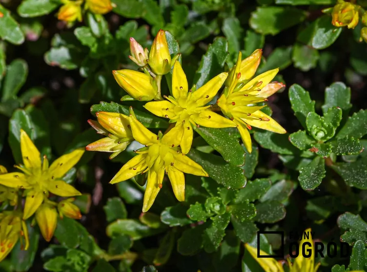 Rozchodnik kamczacki - zdjęcie 5