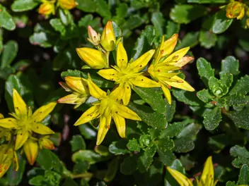 Rozchodnik kamczacki - zdjęcie 5