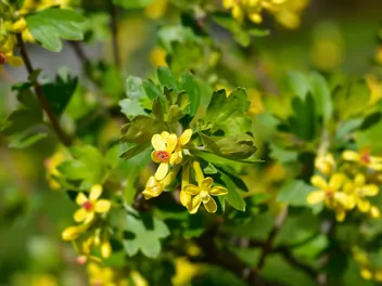 Ilustracja rośliny porzeczka złota