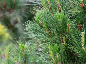 Zdjęcie ilustrujące sosna kalifornijska