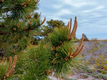 Sosna kalifornijska - zdjęcie 2