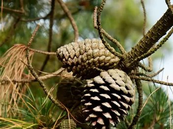 Sosna kalifornijska - zdjęcie 3