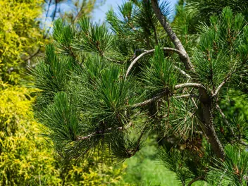 Sosna kalifornijska - zdjęcie 4