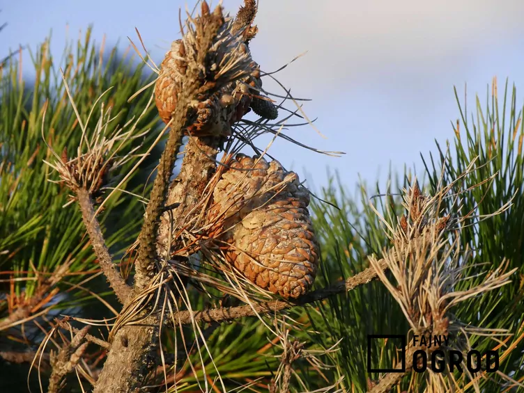 Sosna kalifornijska - zdjęcie 5