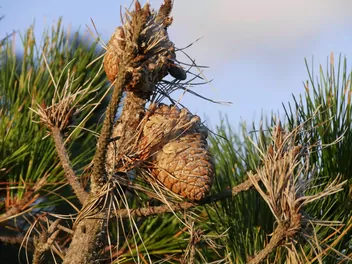 Sosna kalifornijska - zdjęcie 5