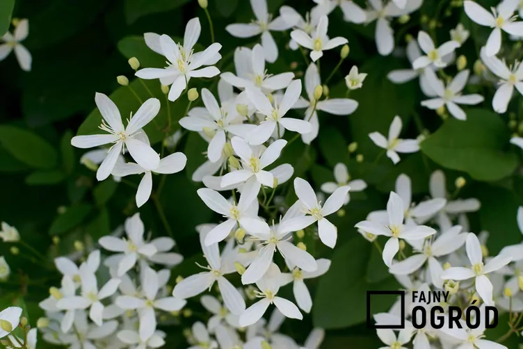 Powojnik mandżurski