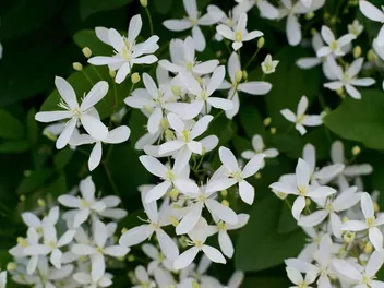 Powojnik mandżurski - zdjęcie 2