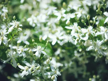 Powojnik mandżurski - zdjęcie 3