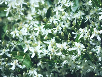 Powojnik mandżurski - zdjęcie 4