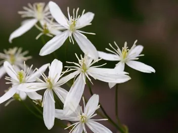 Powojnik mandżurski - zdjęcie 5
