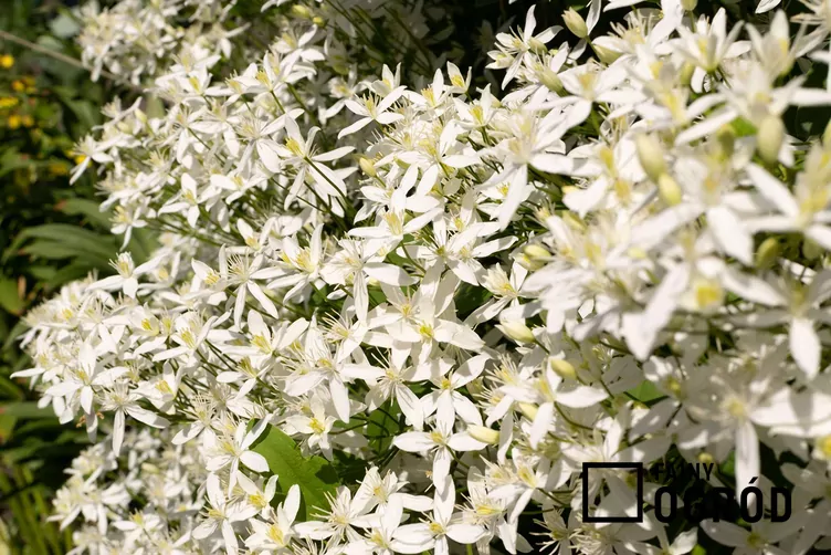 Powojnik mandżurski