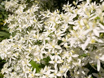 Ilustracja rośliny powojnik mandżurski