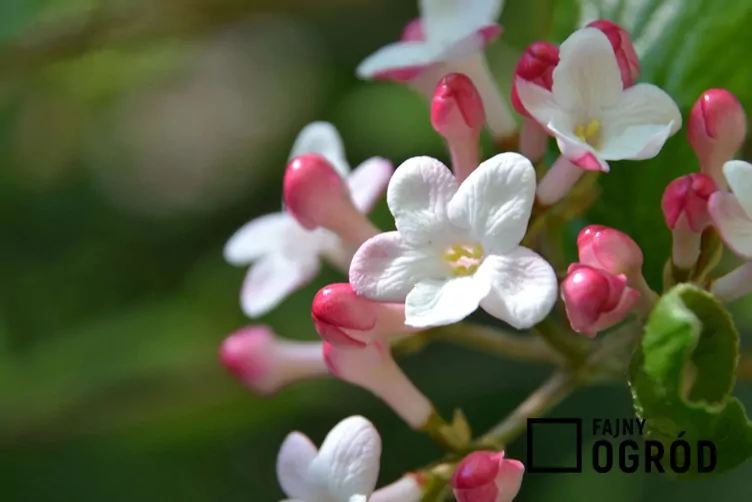 Kalina Burkwooda - zdjęcie 5