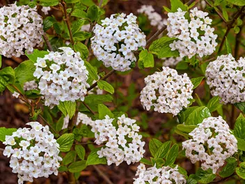 Ilustracja rośliny kalina burkwooda