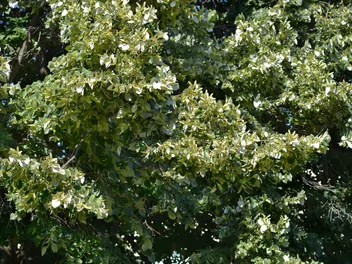 Lipa srebrzysta - zdjęcie 2