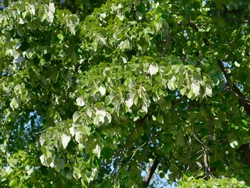 Lipa srebrzysta - zdjęcie 3