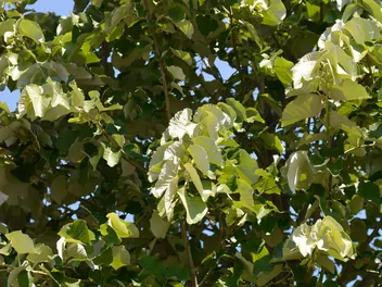 Lipa srebrzysta - zdjęcie 4