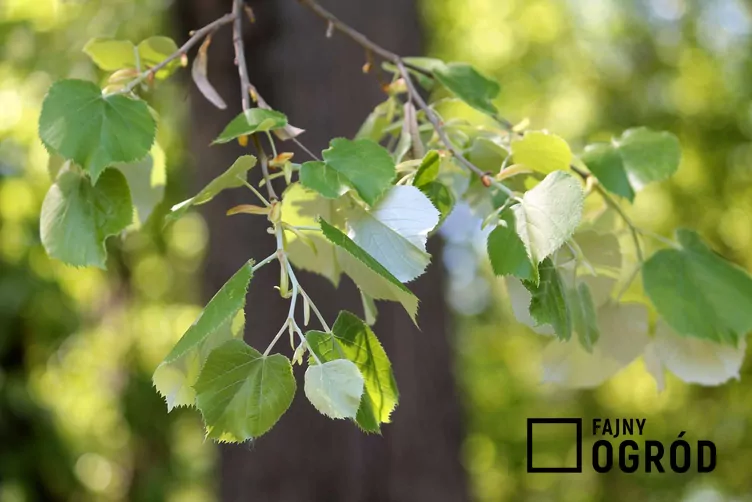 Lipa srebrzysta - zdjęcie 5