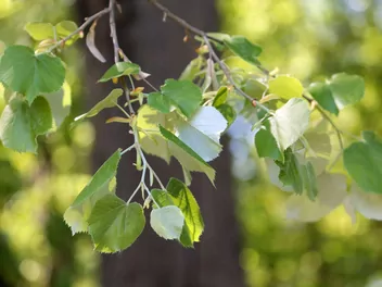 Lipa srebrzysta - zdjęcie 5