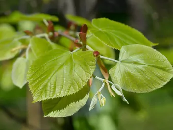 Ilustracja rośliny lipa srebrzysta