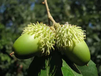 Dąb burgundzki - zdjęcie 2