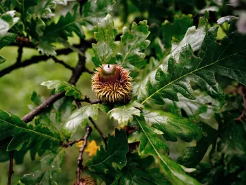 Dąb burgundzki - zdjęcie 3