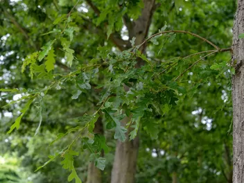 Dąb burgundzki - zdjęcie 4