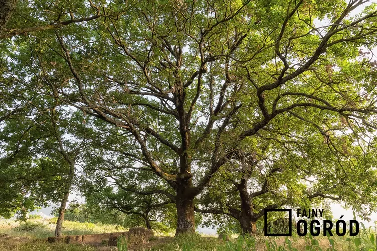 Dąb burgundzki - zdjęcie 5
