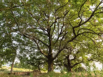 Dąb burgundzki - zdjęcie 5