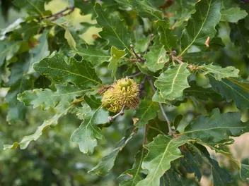 Ilustracja rośliny dąb burgundzki